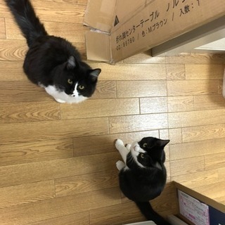 捨て猫ちゃん里親募集中 生後7ヶ月の姉妹、一匹からでもどうぞ！