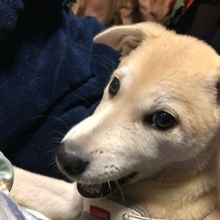 8月15日生まれ 雑種 オス 子犬