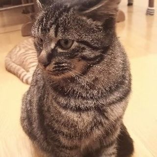 猫の里親さん希望の方探してます - 網走郡