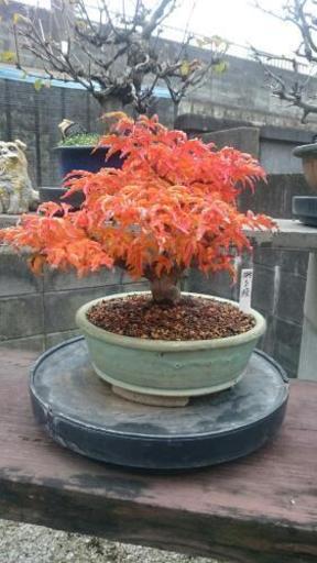 【盆栽】獅子頭(シシガシラ)