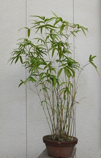 竹鉢植え盆栽 ぐっぴー 三河田原のその他の中古あげます 譲ります ジモティーで不用品の処分