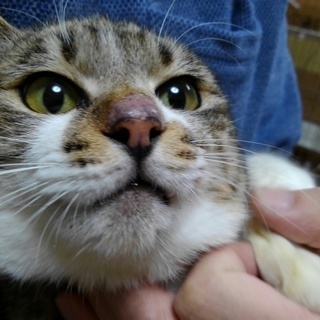 トライアル中です！落ち着いた性格のみみちゃん　きじしろ３才