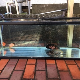 120×45×45 ガラス水槽 sugarbun.com