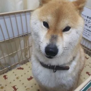 柴犬 4歳 ♀