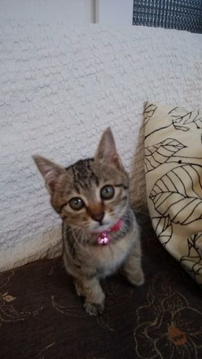 9月生まれきじねこ きじねこみぃーこ 佐賀の猫の里親募集 ジモティー