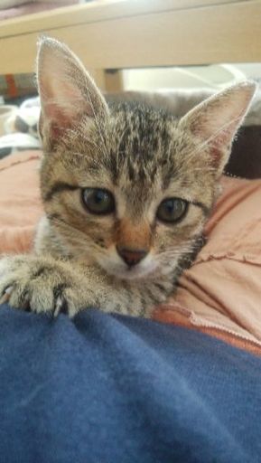 9月生まれきじねこ きじねこみぃーこ 佐賀の猫の里親募集 ジモティー