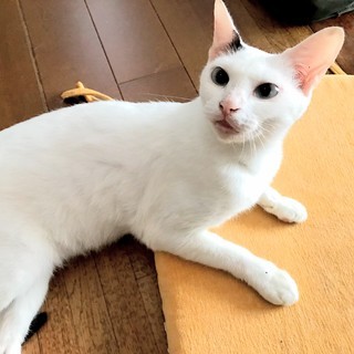 超甘えたさんの雌猫・よしこの里親さんになってください★