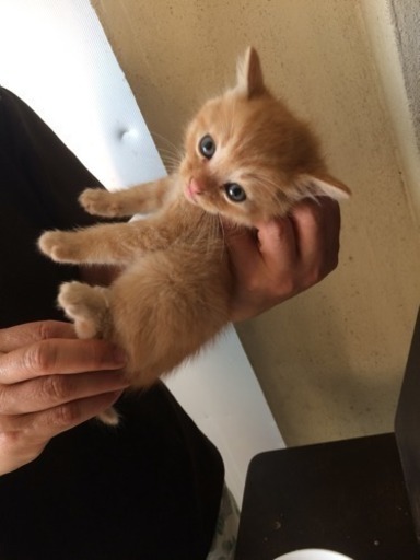 子猫 里親募集です。 (しろ) 名護の猫の里親募集｜ジモティー