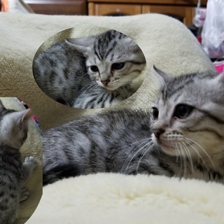 10月27日生まれの人見知りの子猫