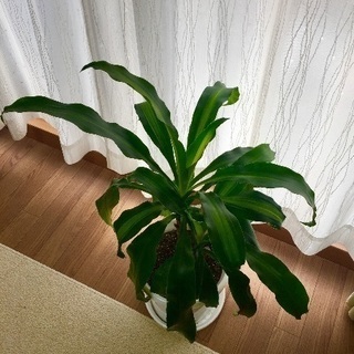  観葉植物 幸せの木 ドラセナ