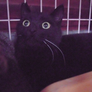 里親様決定♪　グリーンのまん丸な瞳が美しい黒猫　推定６～7ヶ月
