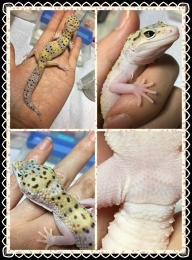 引き渡し完了 ありがとうございました レオパ ハイイエローエクリプスhetレーダー ゴウテン はちゅ 佐倉のその他の里親募集 ジモティー