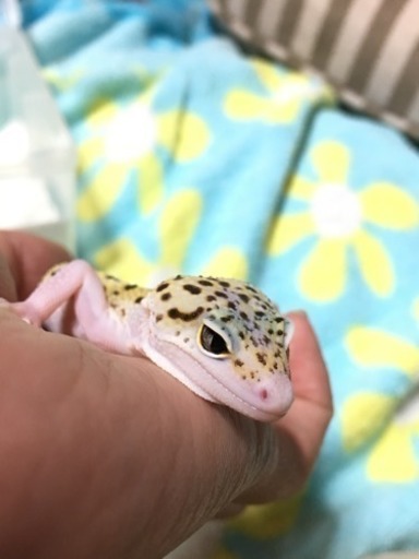 引き渡し完了 ありがとうございました レオパ ハイイエローエクリプスhetレーダー ゴウテン はちゅ 佐倉のその他の里親募集 ジモティー