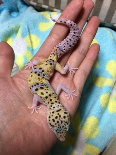 引き渡し完了 ありがとうございました レオパ ハイイエローエクリプスhetレーダー ゴウテン はちゅ 佐倉のその他の里親募集 ジモティー