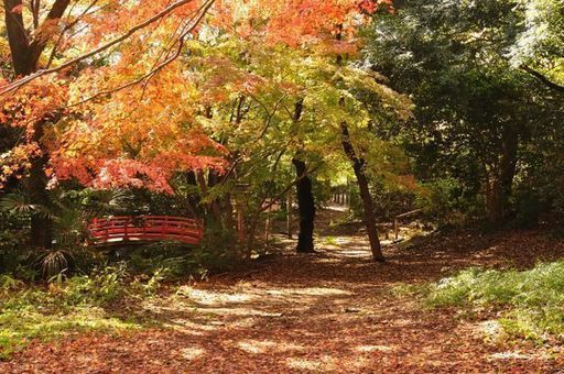 12月9日 12 9 この時期しか見れない絶景 等々力渓谷紅葉ウォーキングコン 全国恋活パーティー 二子玉川のパーティーのイベント参加者募集 無料掲載の掲示板 ジモティー