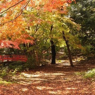 12月9日(12/9)  この時期しか見れない絶景！！等々力渓谷...