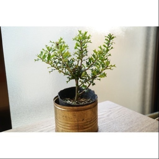 姫ヒイラギの木b 植木 インテリア Min Min 宇治のその他の中古あげます 譲ります ジモティーで不用品の処分