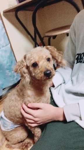 急募です お願いします ともみ 大阪のトイプードルの里親募集 ジモティー 急募です お願いします ともみ 大阪のトイプードルの里親募集 ジモティー