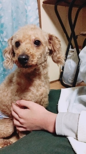 急募です お願いします ともみ 大阪のトイプードルの里親募集 ジモティー 急募です お願いします ともみ 大阪のトイプードルの里親募集 ジモティー