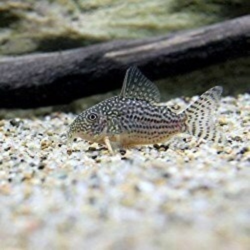 受け取り予定者決定 コリドラス ステルバイ ぽむし 川崎のその他の中古あげます 譲ります ジモティーで不用品の処分