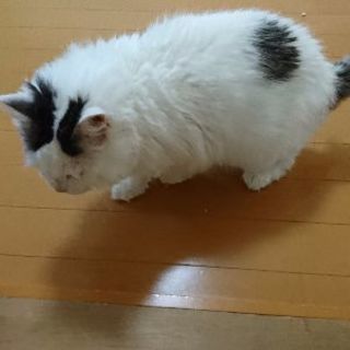 白モフ猫ちゃんです☆(里親決定)