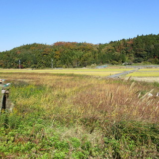 月々は僅か1000円ぐらい！家庭菜園、野菜作り、家庭菜園に 土地...