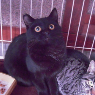 里親様決定♪　顔立ちの綺麗な子猫３匹　黒猫♂２匹　キジトラ♀１匹