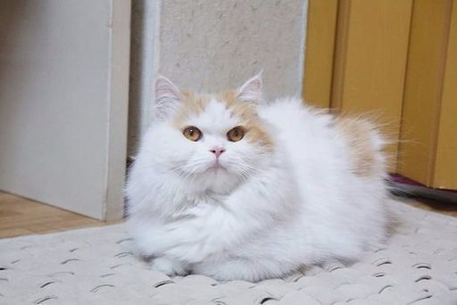まっすぐ コレクション 混乱した ブリーダー 引退 猫 Streetmasterscarclub Com まっすぐ コレクション 混乱した ブリーダー 引退 猫 Streetmasterscarclub Com