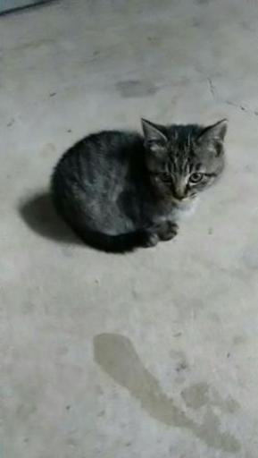 生後2ヶ月の子猫3匹います オス1 メス2 もう少し人になれるまで時間かかりそうですが Xperia 小郡の猫の里親募集 ジモティー 生後2ヶ月の子猫3匹います オス1 メス2 もう少し人になれるまで時間かかりそうですが Xperia 小郡の猫の里親募集 ジモティー
