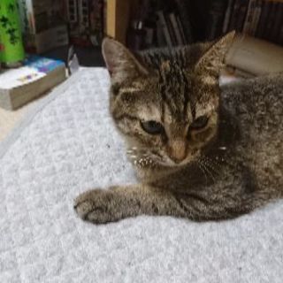 拾い猫です、飼ってくれる方