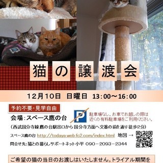 12月10日（日）東京都小平市たかの台にて猫の譲渡会開催　一緒に里親様とのご縁を探しませんか？の画像