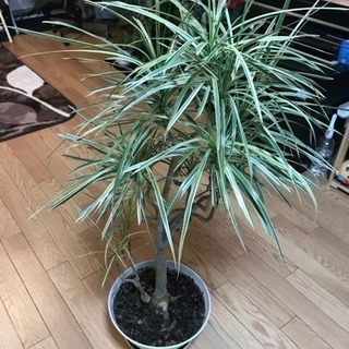 観葉植物譲ります