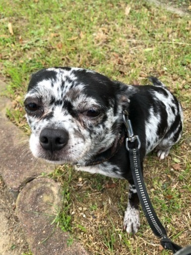 変わったミックス犬です たけさん 豊橋の犬の里親募集 ジモティー