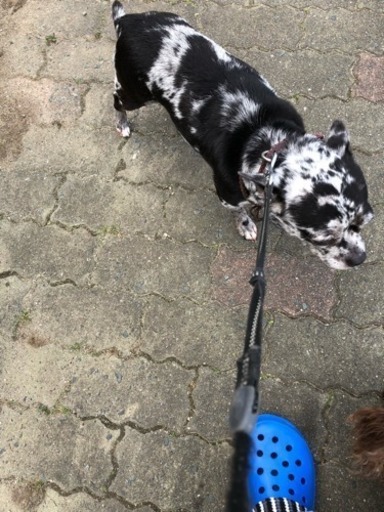 変わったミックス犬です たけさん 豊橋の犬の里親募集 ジモティー