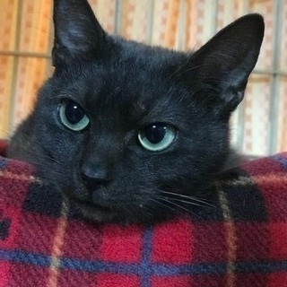 可愛い黒猫♀もらってください♪里親さんが決まりました。ご応募ありがとうございました(^^)の画像