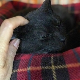 可愛い黒猫♀もらってください♪里親さんが決まりました。ご応募ありがとうございました(^^) - 猫