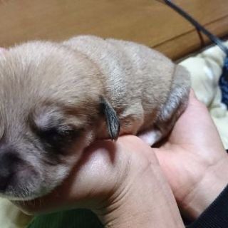 子犬が産まれました♡