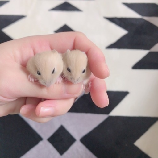 イエロージャンガリアンの子ども にこ 秋田のその他の里親募集 ジモティー