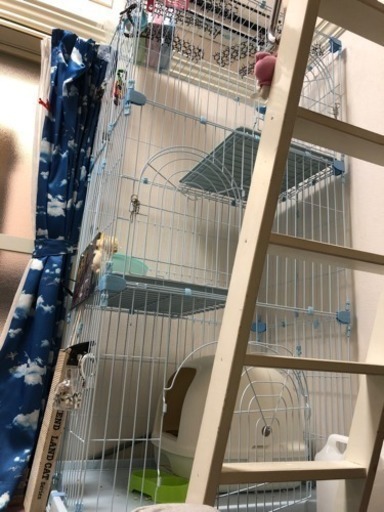 猫ゲージ三段