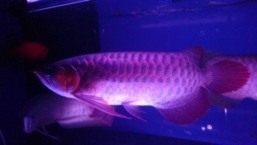 イスタナアルティマコングWプレミアム アロワナ 熱帯魚