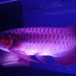 イスタナアルティマコングWプレミアム アロワナ 熱帯魚