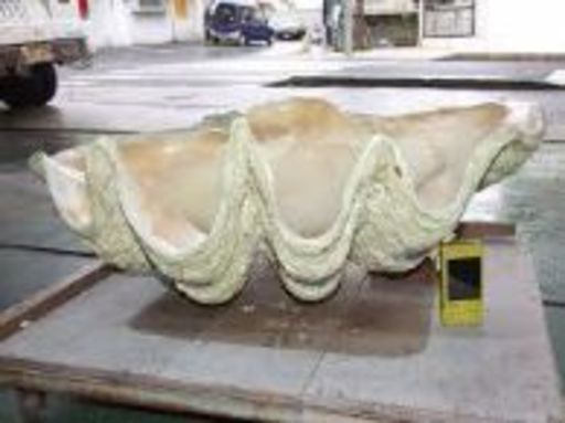 大きなシャコ貝の殻が欲しいです 別名 オウギガイの貝殻 Seaghost98 一宮の買いたい くださいの助け合い ジモティー