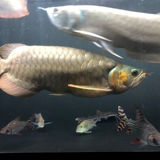 最終値下げ！ゴリゴリの豚系！ 超烈龍 アロワナ 熱帯魚 水槽