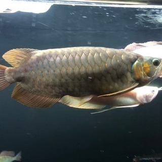 最終値下げ！ゴリゴリの豚系！ 超烈龍 アロワナ 熱帯魚 水槽