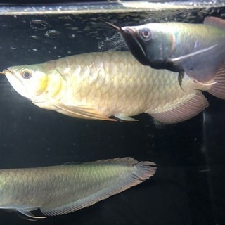 最終値下げ!ゴリゴリの豚系! 超烈龍 アロワナ 売れ筋 熱帯魚 水槽 最終値下げ!ゴリゴリの豚系! 超烈龍 アロワナ 売れ筋 熱帯魚 水槽