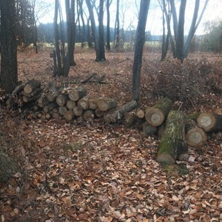 伐採した木（薪）