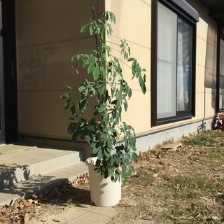 観葉植物のカルポックをお譲りします。再値下げしました😭