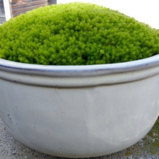 苔盆栽 スナゴケ 砂苔 てら 垂水のその他の中古あげます 譲ります ジモティーで不用品の処分 苔盆栽 スナゴケ 砂苔 てら 垂水のその他の中古あげます 譲ります ジモティーで不用品の処分