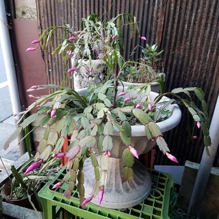 シャコバサボテン 鉢植え 植木①