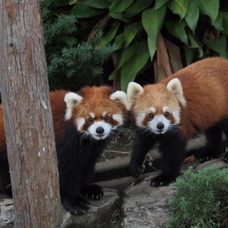 12月23日(12/23)  野毛山！動物見ながら話題盛りだくさ...